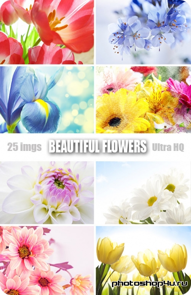 Beautiful Flowers | Прекрасные цветы - Высококачественный растровый клипарт с фотостока
